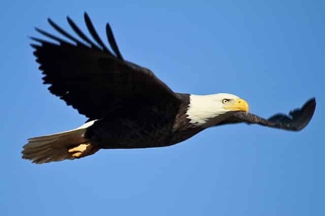 Image of eagle flying