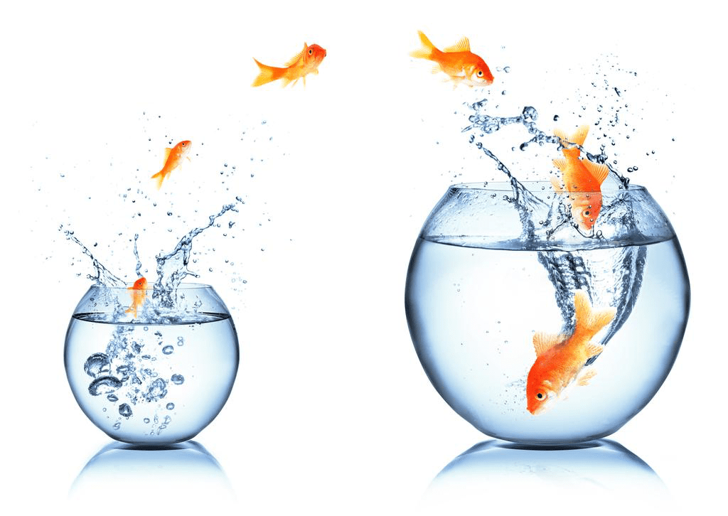 Multiple goldfish jumping from a smaller fish bowl to a bigger bowl