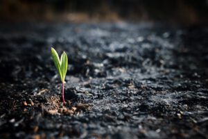 A green sprout growing and navigating through hard times