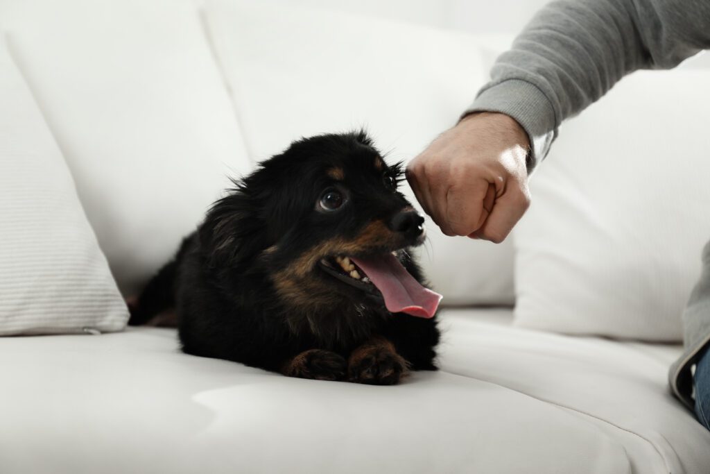 Dog cowering from misdirected anger from owner